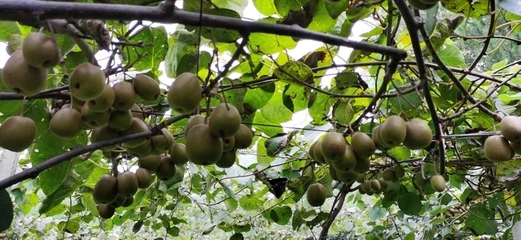 省土肥總站來我縣調研，共促生物有機肥與復合微生物肥料研發應用