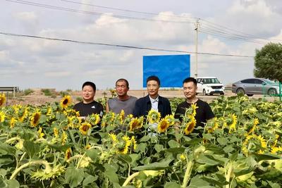 蘭大綠色材料研發(fā)中心科研賦能 復合微生物肥料助力景泰鹽堿地“喜變”良田